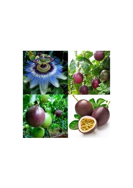 5 Adet Tohum Ithal Passiflora Meyvesi Tohumu Çarkı Felek Saat Çiçeği Tohumu