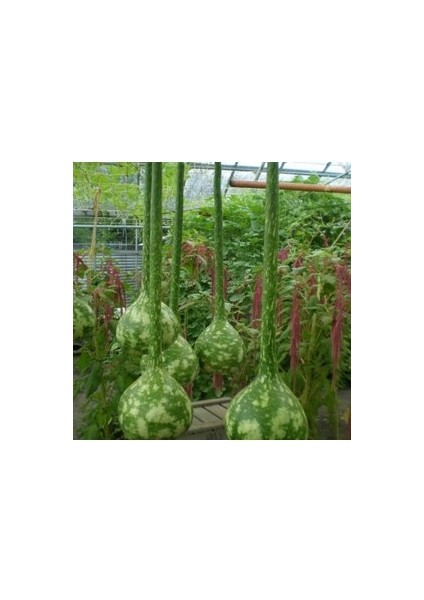 5 Adet Tohum Nadir Uzun Süs Kabağı Tohumu Su Kabağı Tohumu Kabak Tohumu Tohum