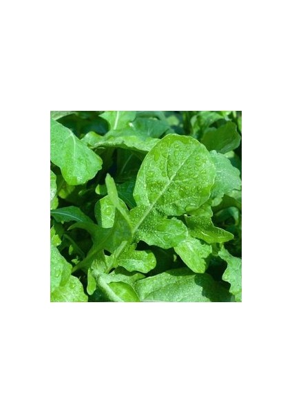 100 Adet Tohum Geleneksel Yaprak Roka Tohumu Tohum