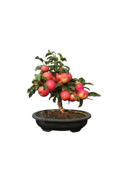 Köy Tohumları 5 Adet Tohum Bodur Bonsai Elma Ağacı Bonzai Tohumu Saksı Toprak