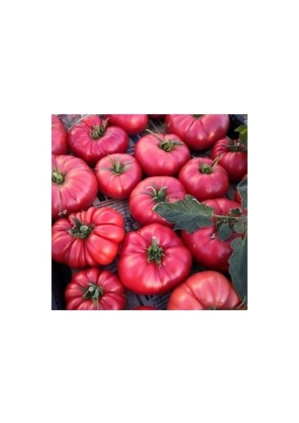 50 Adet Tohum Iri Pembe Bulgar Domates Tohumu Pembe Köy Domates Tohumlu