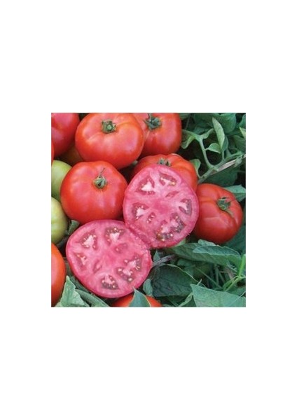 50 Adet Tohum Iri Pembe Bulgar Domates Tohumu Pembe Köy Domates Saksı Toprak