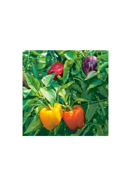 20 Adet Tohum Rengarenk Dolmalık Biber Tohumu Saksı Toprak