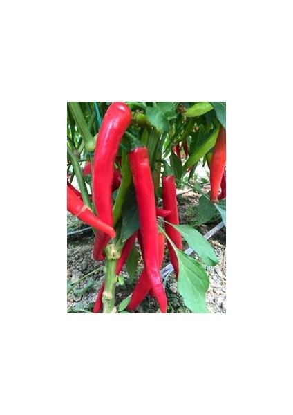 30 Adet Tohum Ithal Nadir Uzun Kırmızı Acı Sivri Biber Tohumu Sebze Tohumu