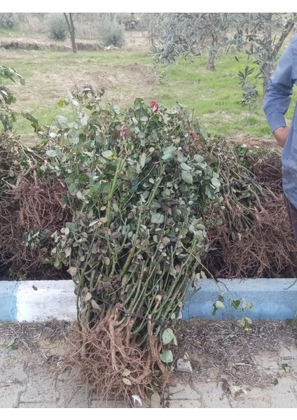 Açık Kök Gül Fidanı ( Gül Kurusu Renk ) Kokulu fiyatları