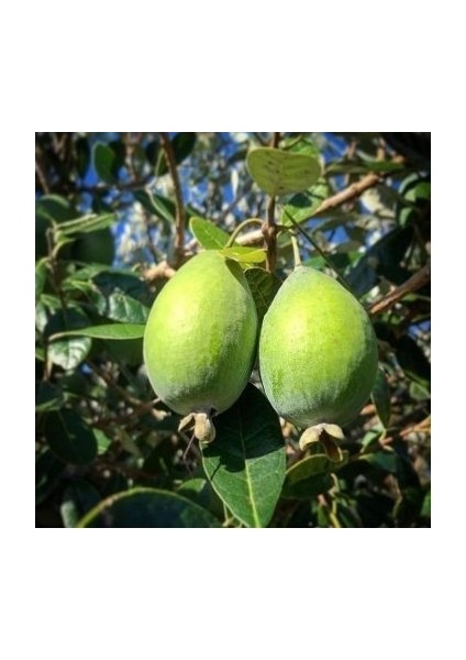 Fidan Saksıda Feijoa (Kaymak Ağacı) Fidanı 3 Yaş - 90-110 cm Boy