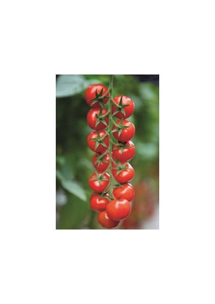 50 Adet Tohum Nadir Ithal Çeri Cherry Minik Bezelye Domates Tohumu Tohumlu