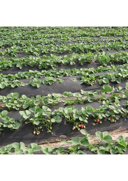 50CMX600M Si̇yah Teksti̇l Mulch Si̇yah Agri̇l 28 gr Tarimsal Ot Örtüsü Isi Don Perdesi̇ modelleri