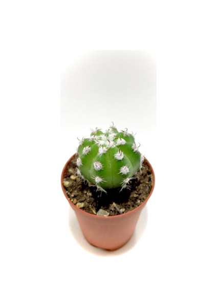 Echinopsis Subdenudata Koleksiyonluk Kaktüs 5.5 cm