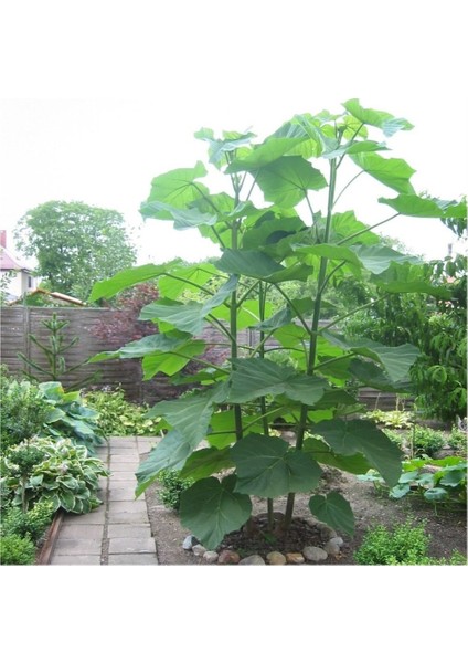 Tüplü Mor Çiçekli Yoğun Kokulu Paulownia FIDANI(10-30CM)