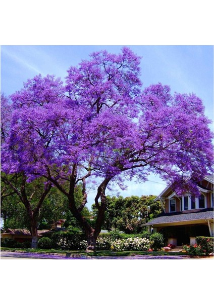 Tüplü Mor Çiçekli Yoğun Kokulu Paulownia FIDANI(10-30CM) fiyatları