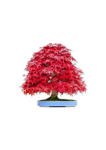 Köy Tohumları 5 Adet Tohum Bodur Bonsai Japon Red Maple Ağacı Bonzai Tohumu Sürpriz Hediye