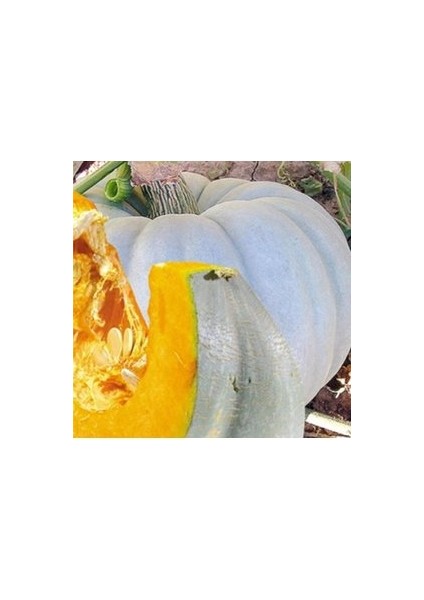 10 Adet Tohum Nadir Kuğu Su Kabağı Tohumu Kabak Tohumu Sürpriz Hediye Tohum