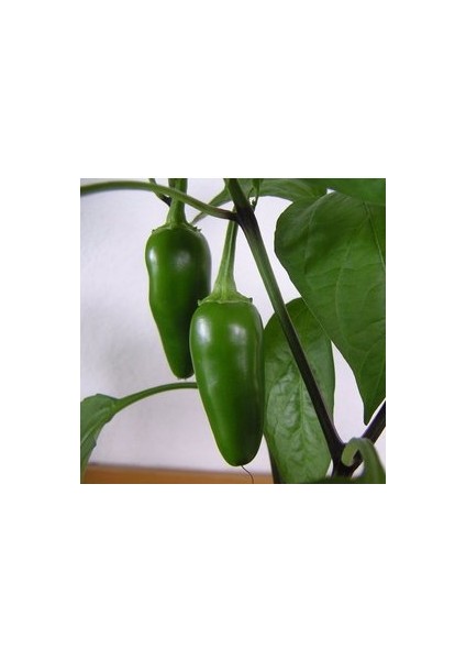 30 Adet Tohum Ithal Acı Jalapeno Biberi Tohumu Meksika Biberi Tohumu Saksı Toprak Hediye