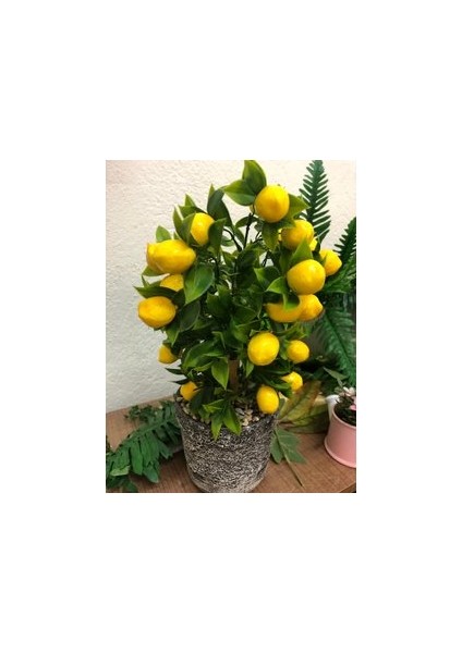 5 Adet Tohum Bodur Bonsai Limon Ağacı Tohumu Italyan Limon Seti Saksı Toprak Sürpriz Hediyeli