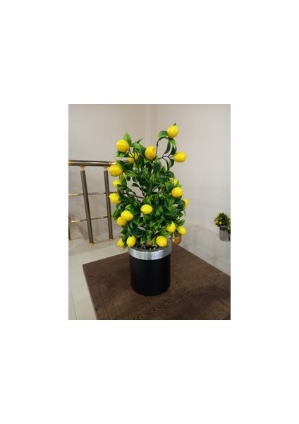 5 Adet Tohum Bodur Bonsai Limon Ağacı Tohumu Italyan Limon Hediye Tohumlu