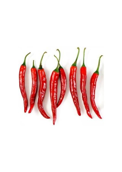 100 Adet Şili Biberi Tohumu Çok Acı Chili Biberi Tohumu Saksı Toprak Hediyemiz Sürpriz Hediye Tohumlu