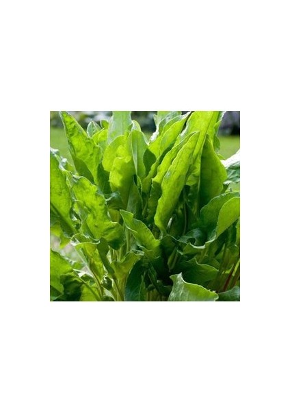 100 Adet Tohum Kuzu Kulağı Tohumu Koç Kulağı Ekşi Otu Tohumu Hediye Tohumlu