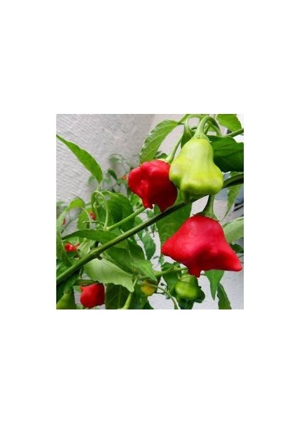 20 Adet Tohum Acı Süs Gül Biberi Nadir Tohumu Süs Biberi Tohumu Hediye Tohumlu