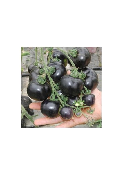 10 Adet Tohum Nadir Black Domates Tohumu Cherry Siyah Domates Tohumu Saksı Toprak Hediye