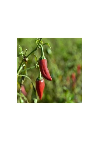 30 Adet Tohum Süper Paket Acı Burbiye Biber Yediveren Saksı Toprak Hediye