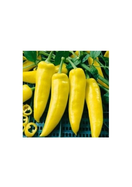 30 Adet Tohum Turşuluk Sarı Yemelik Süs Biberi Tohumu Sürpriz Hediye Tohum