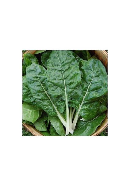 50 Adet Tohum Yerli Pazı Tohumu Sürpriz Hediye Tohum