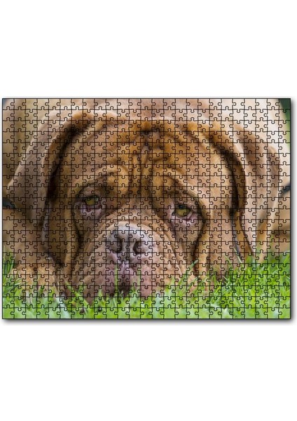 Cakapuzzle Kahverengi Boxer Çimlerde Uzanıyor Yakın Çekim 1000 Parça Puzzle Yapboz Mdf(Ahşap)