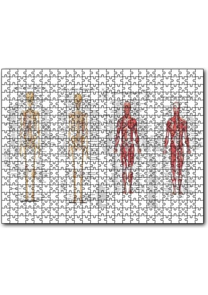 Cakapuzzle Iskelet Kas Sistemi Çizimi ve Isimlendirmesi Görseli 120 Parça Puzzle Yapboz Mdf (Ahşap)