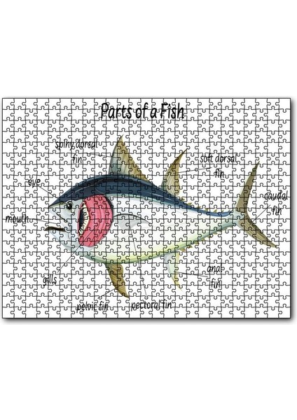Cakapuzzle Orkinos Balığının Fiziki Şeması Görseli 120 Parça Puzzle Yapboz Mdf (Ahşap)