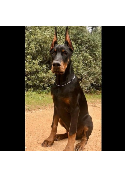 Doberman Kulak Kalıbı Dikleştirme Aparatı