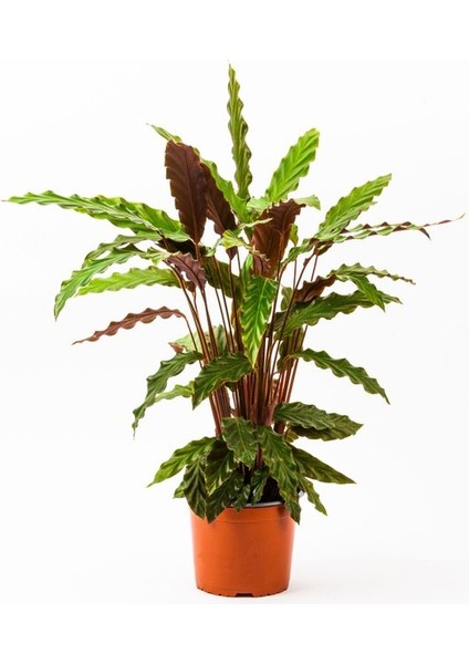 Calathea(Kalatya) Rufibarba Saksılı 20-50 cm