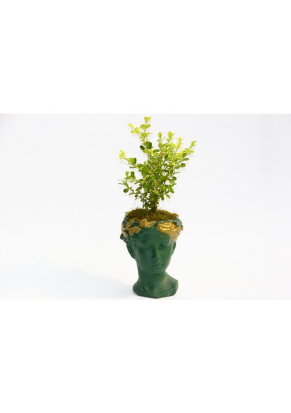 Bonsai Helen Buxus - Hediyelik Yeşil Renk modelleri