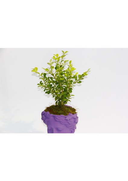 Bonsai Helen Buxus - Hediyelik Mor Renk modelleri