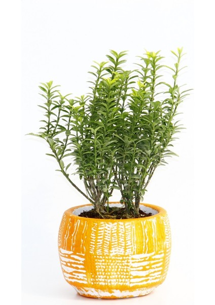 Bonsai Euonymus Microphyllus Hediyelik Arkaik Saksıda Turuncu