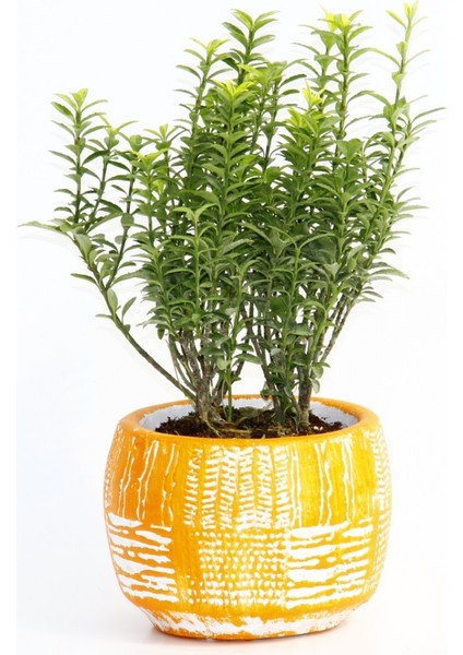 Bonsai Euonymus Microphyllus Hediyelik Arkaik Saksıda Turuncu