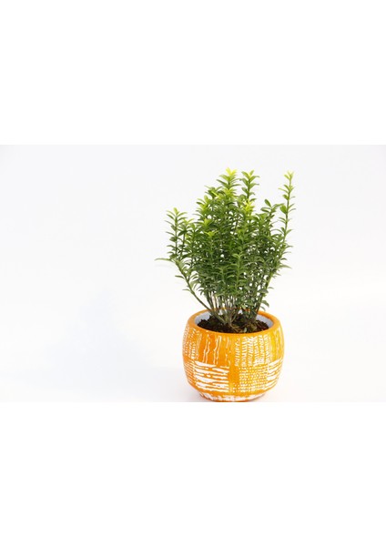 Bonsai Euonymus Microphyllus Hediyelik Arkaik Saksıda Turuncu