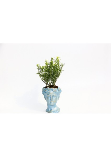 Bonsai Helen Euonymus Microphyllus Hediyelik Mavi Renk
