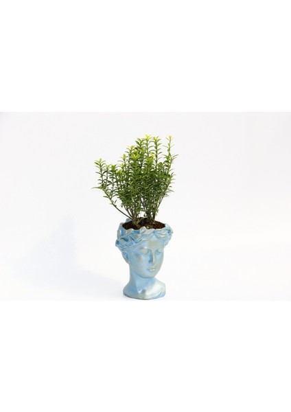 Bonsai Helen Euonymus Microphyllus Hediyelik Mavi Renk
