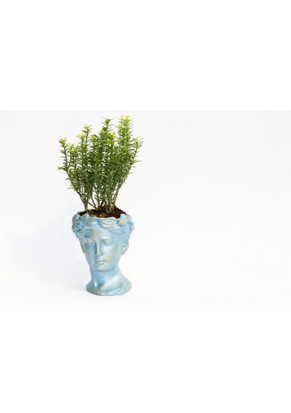Bonsai Helen Euonymus Microphyllus Hediyelik Mavi Renk
