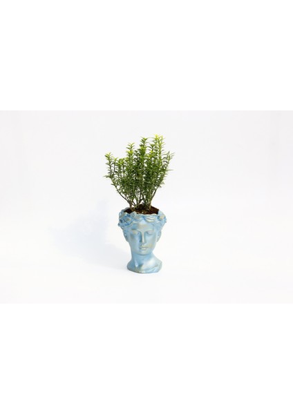 Bonsai Helen Euonymus Microphyllus Hediyelik Mavi Renk