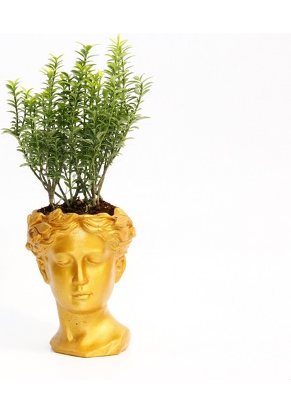 Bonsai Helen Euonymus Microphyllus