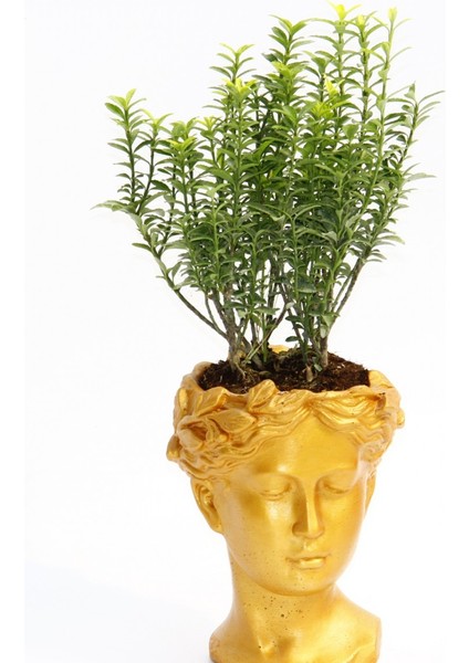 Bonsai Helen Euonymus Microphyllus