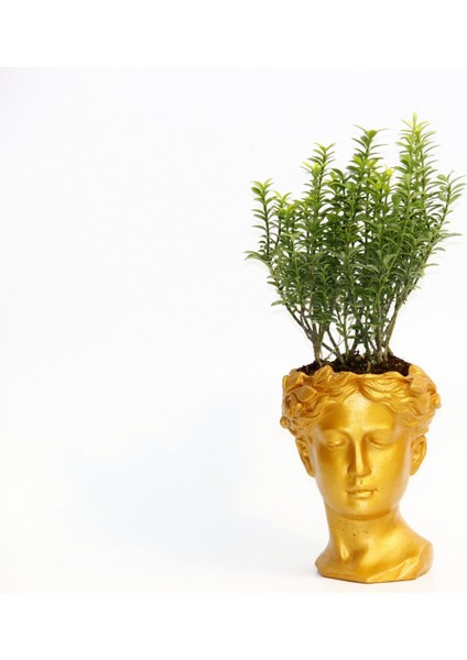 Bonsai Helen Euonymus Microphyllus