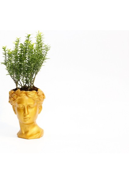 Bonsai Helen Euonymus Microphyllus