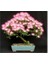 5 Adet Tohum Gülübirişim Bonsai Ağaç Tohumu Muhteşem Çiçeği ve Kokusu Ile Özel Ağaç 1