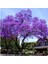Tüplü Mor Çiçekli Yoğun Kokulu Paulownia FIDANI(10-30CM) 2