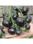 10 Adet Tohum Nadir Black Domates Tohumu Cherry Siyah Domates Tohumu Saksı Toprak Hediye 1