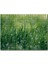 Cakapuzzle Çimenler ve Su Damlaları 255 Parça Puzzle Yapboz Mdf (Ahşap) 1