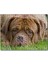 Cakapuzzle Kahverengi Boxer Çimlerde Uzanıyor Yakın Çekim 1000 Parça Puzzle Yapboz Mdf(Ahşap) 1